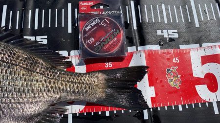 チヌ7枚　自己最高枚数更新